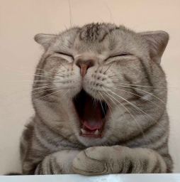 rainsie