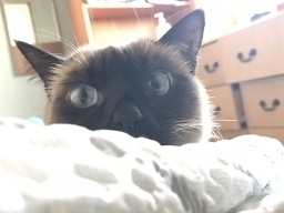 ufojys