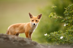 oliverfox
